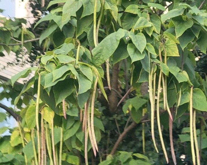 Catalpa speciosa