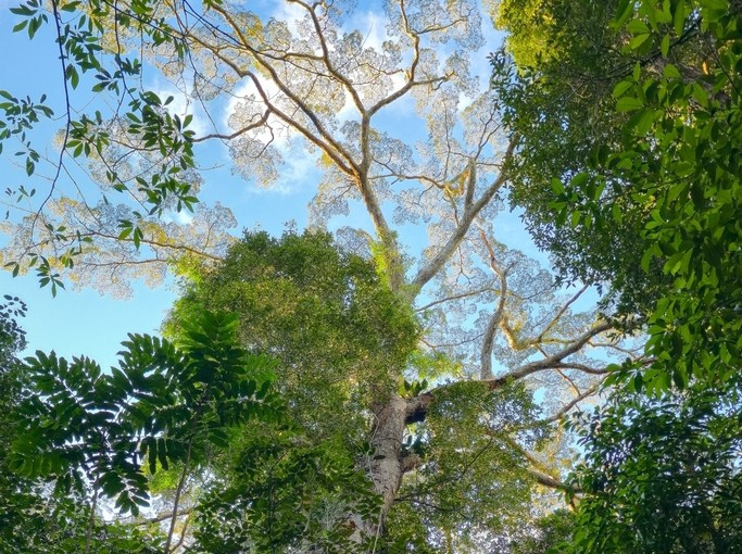 Dinizia excelsa