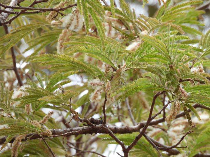 Lysiloma acapulcense