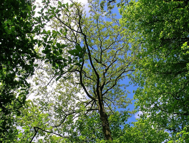 Quercus cerris