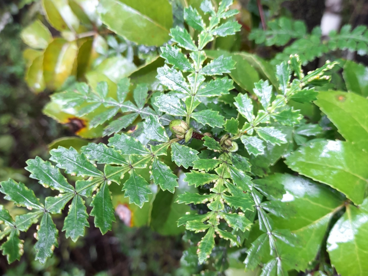 Weinmannia trichosperma