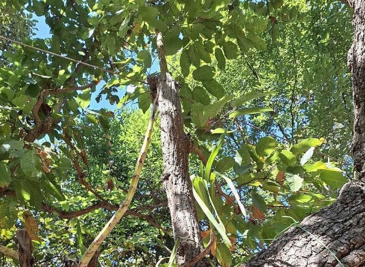 Shorea siamensis