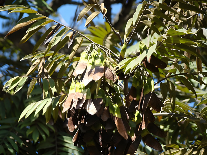 Machaerium villosum