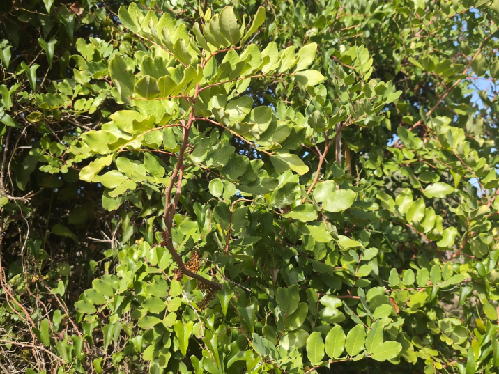 Ceratonia siliqua