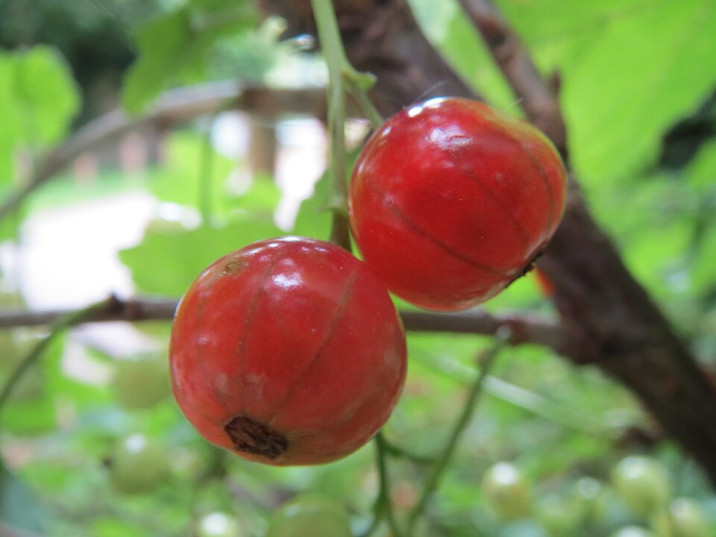Ribes uva-crispa