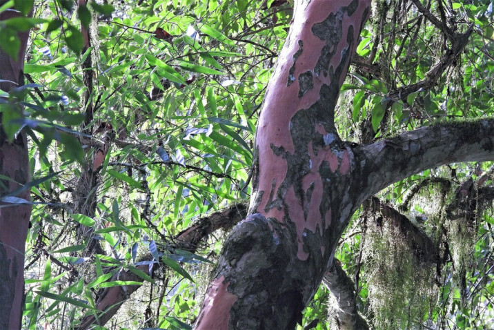 Eugenia pyriformis