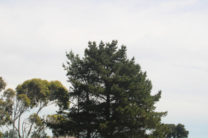 Pinus radiata