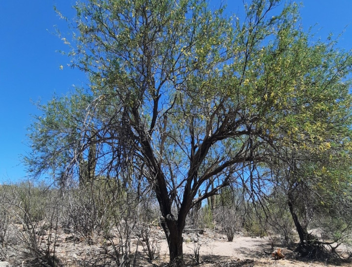 Prosopis laevigata