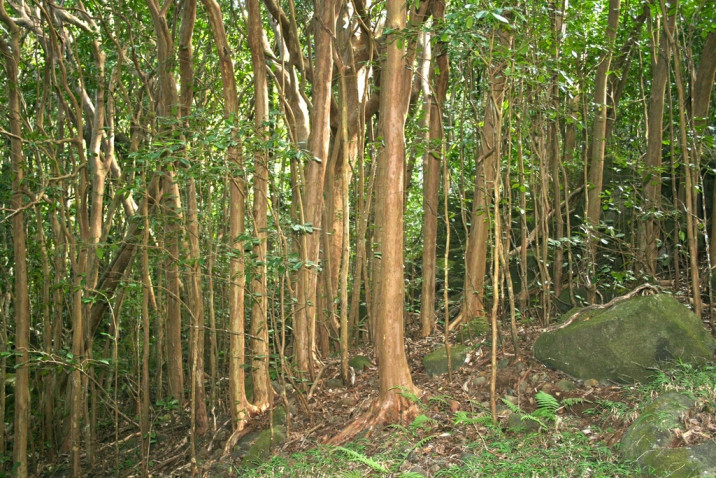 Psidium cattleianum