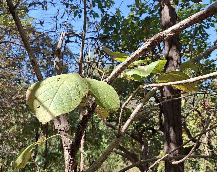 Jacaranda obtusifolia