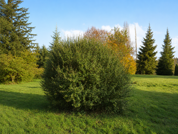 Ligustrum vulgare