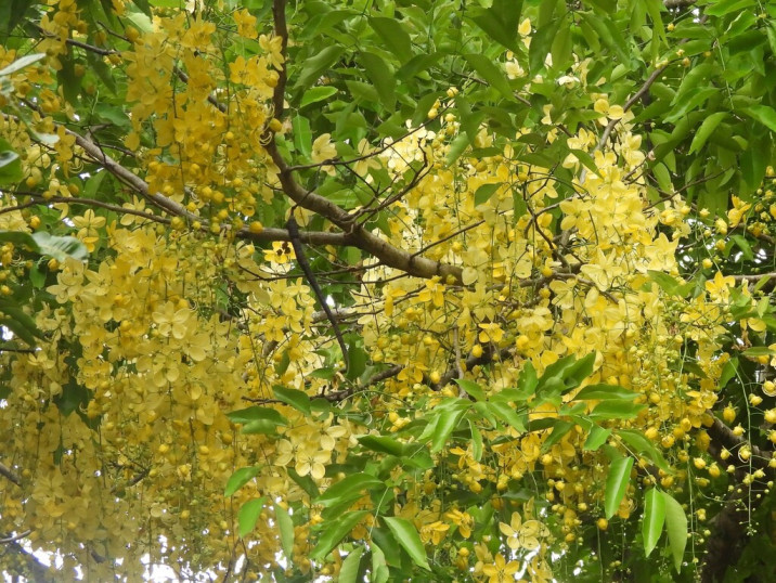 Cassia fistula