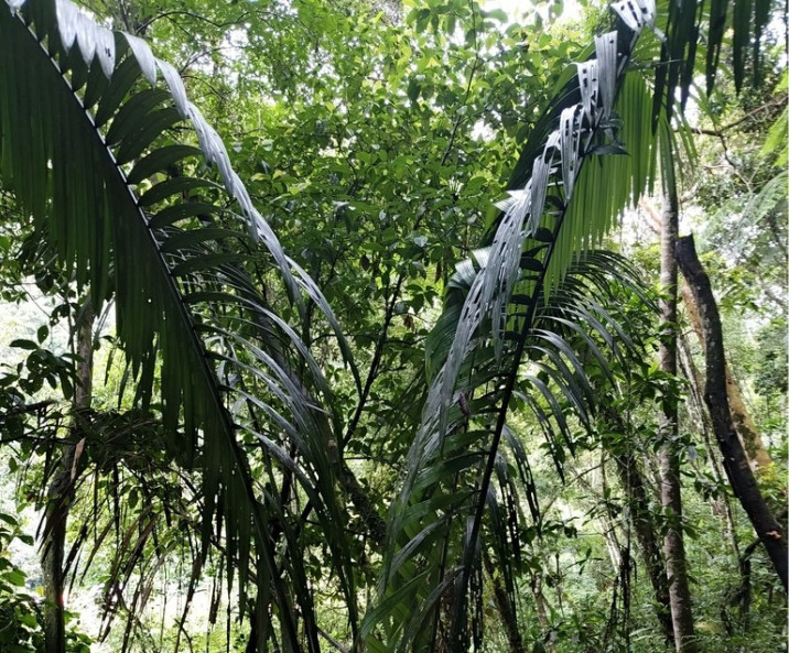 Oenocarpus bataua