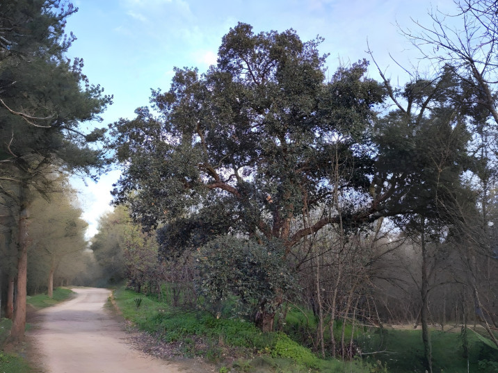 Quercus suber