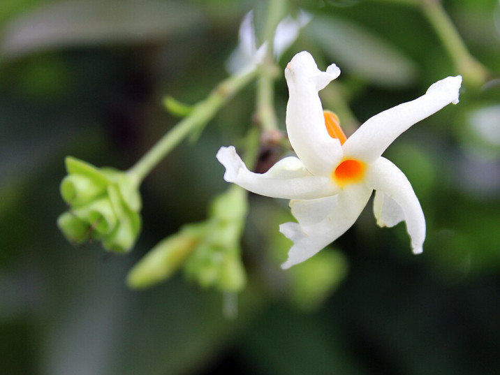 Nyctanthes arbor-tristis