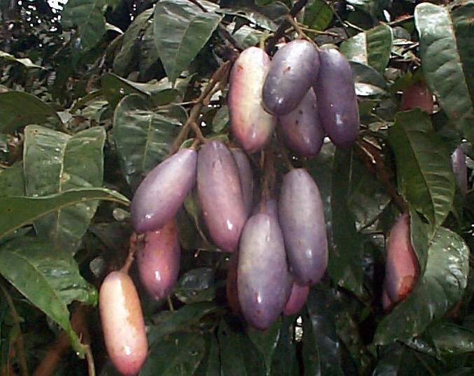 Dacryodes edulis