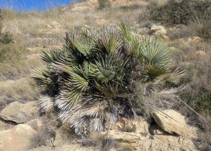 Chamaerops humilis