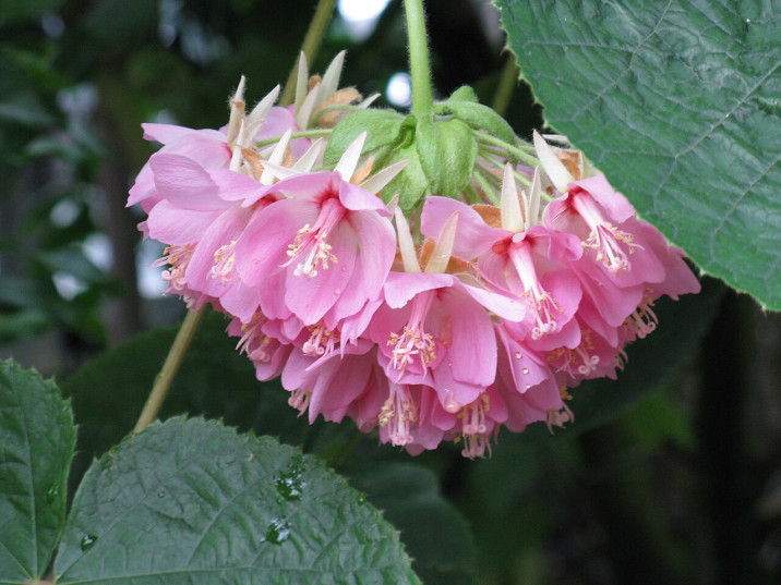 Dombeya buettneri