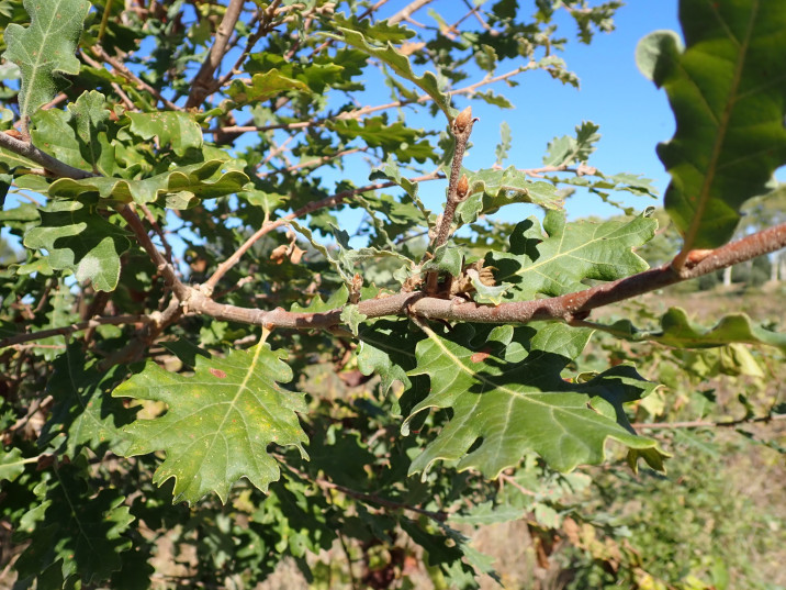 Quercus pubescens