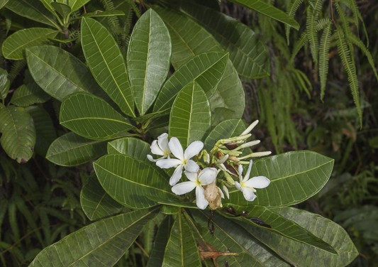 Himatanthus phagedaenicus