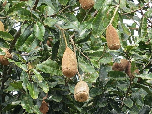 Couratari guianensis