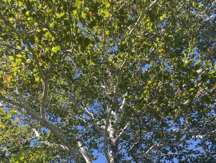 Platanus occidentalis