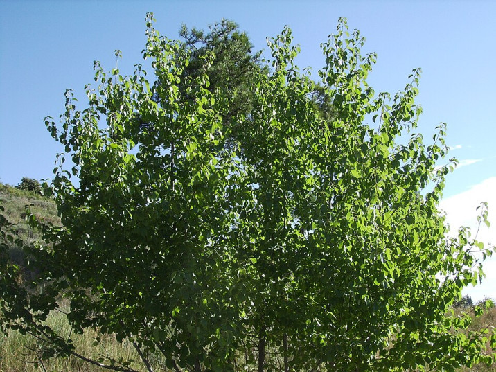 Prunus mahaleb