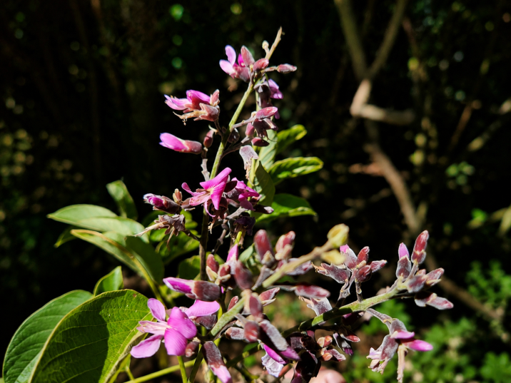 Dahlstedtia muehlbergiana