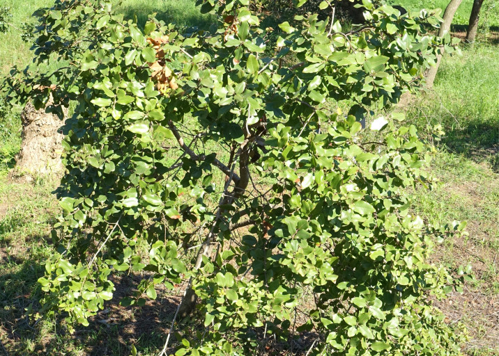 Cryptocarya alba