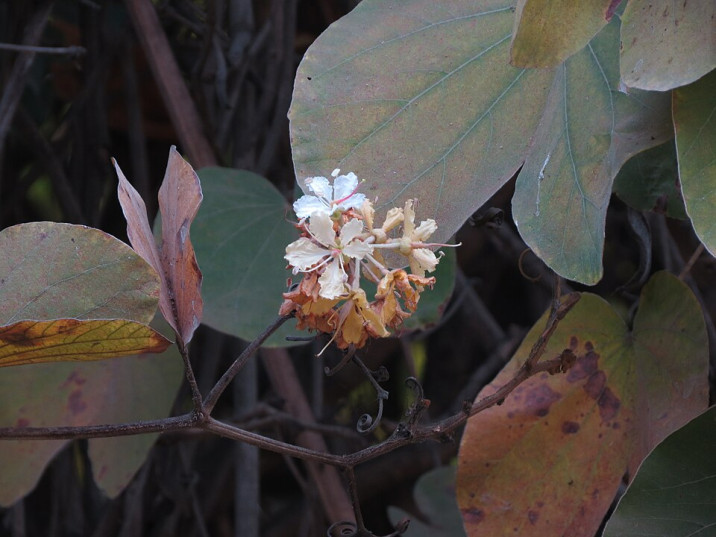 Bauhinia vahlii