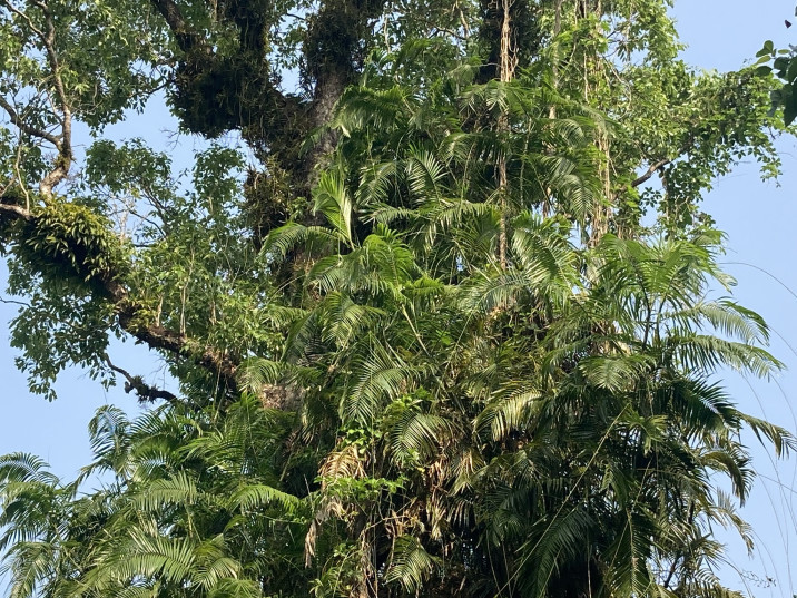 Shorea robusta