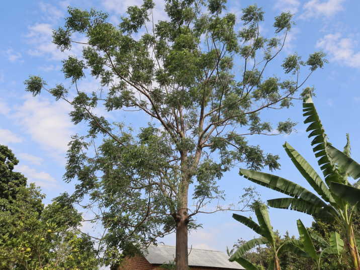 Melia volkensii