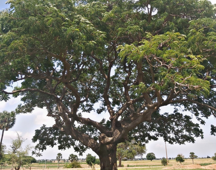 Parkia biglobosa