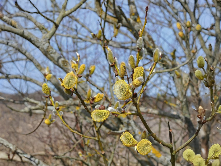 Salix caprea