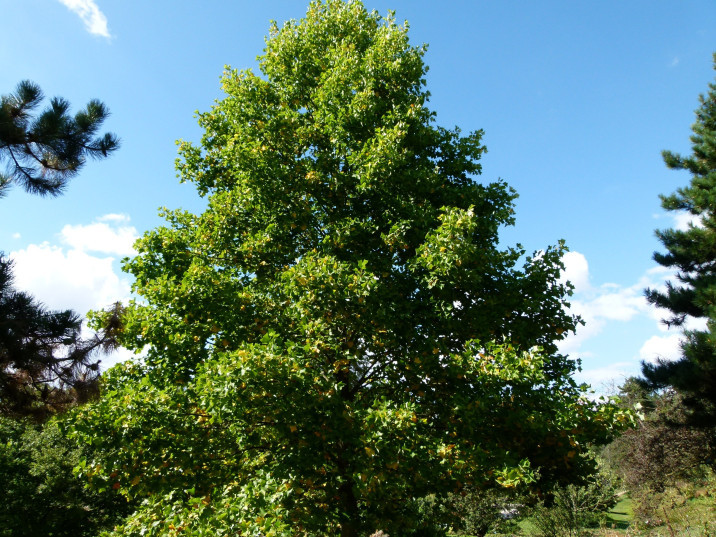Liriodendron tulipifera