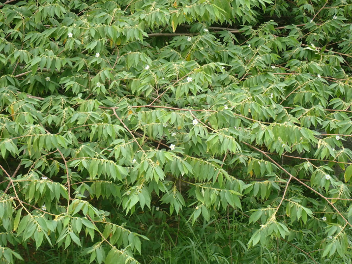 Muntingia calabura