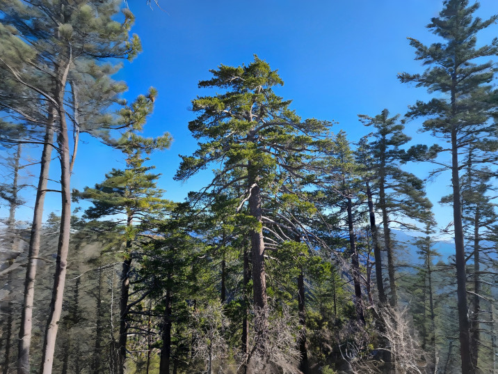 Pinus lambertiana
