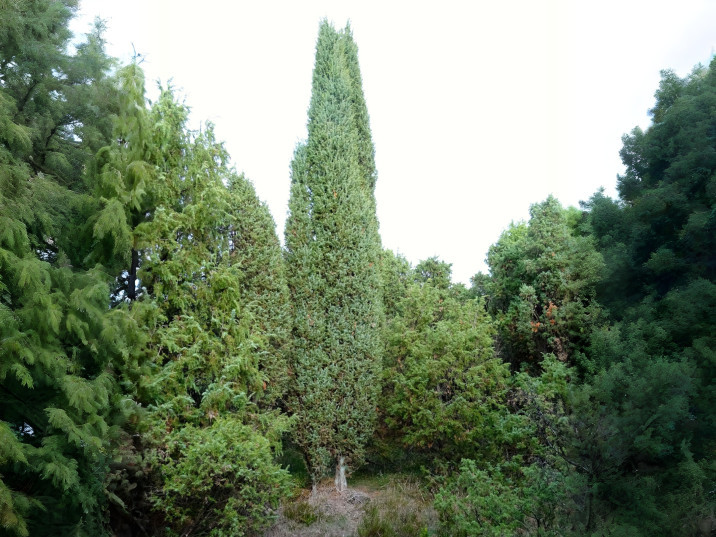 Juniperus hibernica