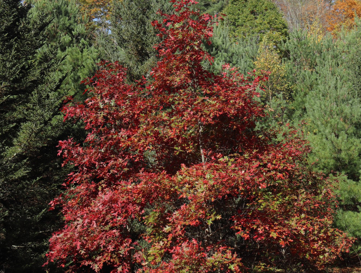 Quercus rubra