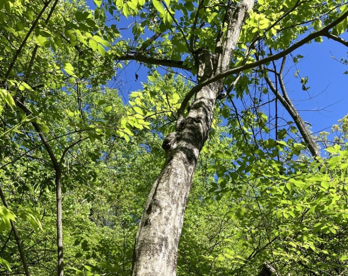 Carpinus caroliniana