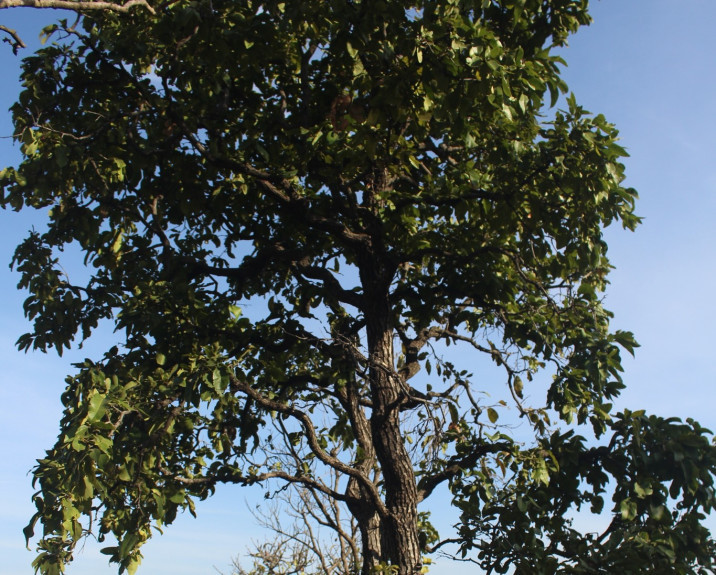 Diospyros melanoxylon