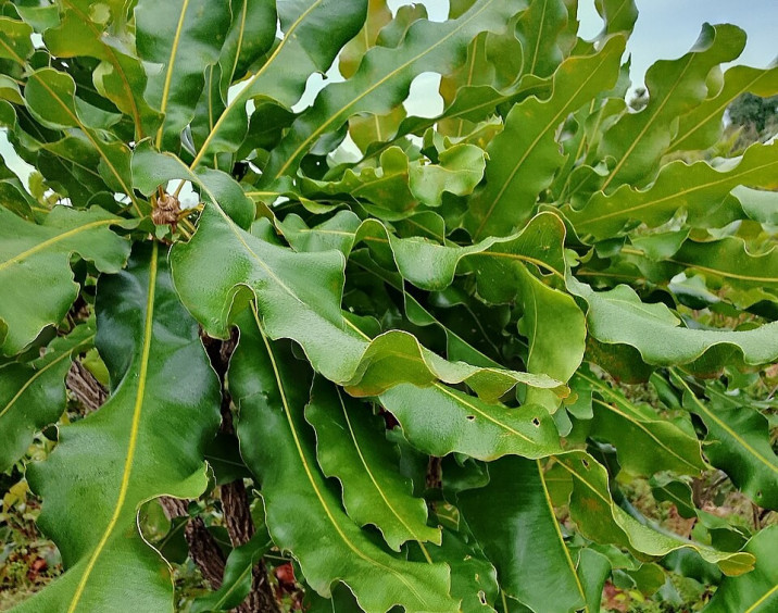 Lophira lanceolata
