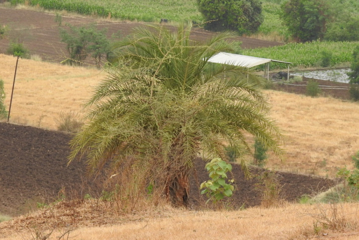 Phoenix sylvestris