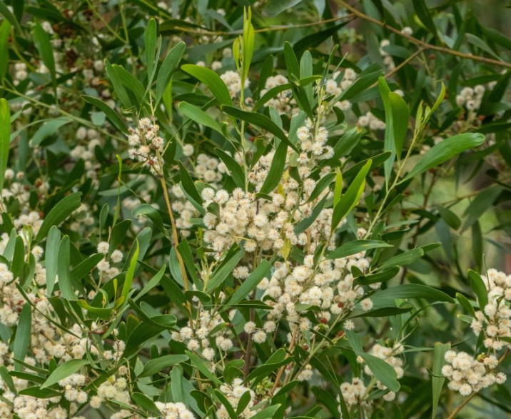 Acacia melanoxylon