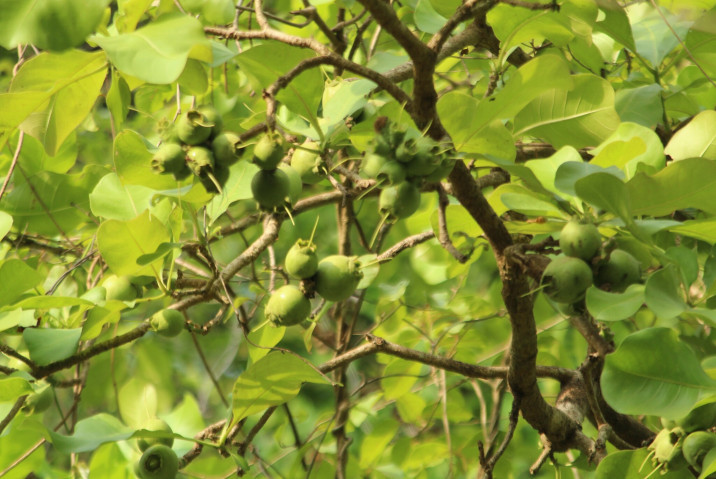 Careya arborea