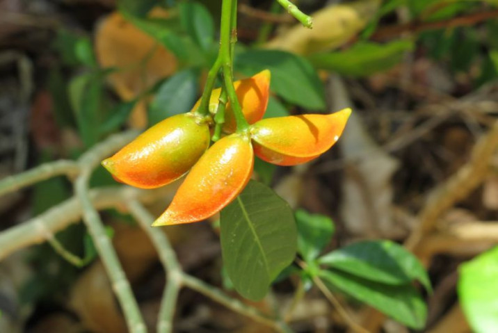 Tabernaemontana pandacaqui
