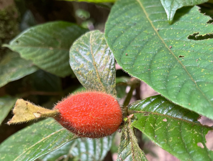 Atractocarpus hirtus