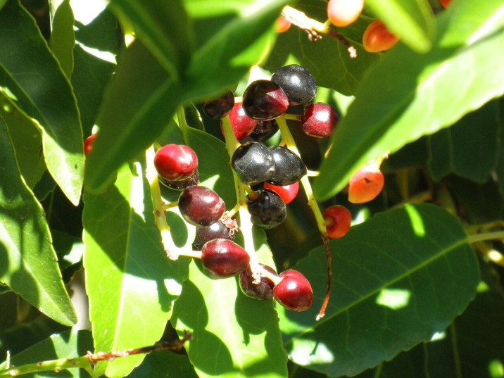 Prunus lusitanica