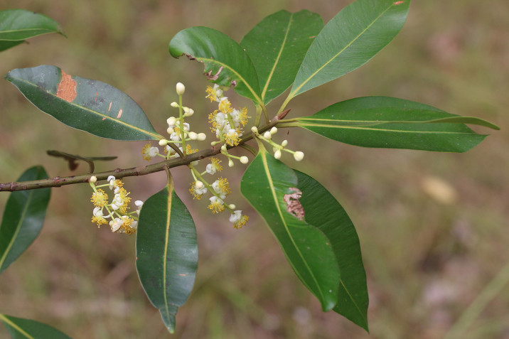 Calophyllum sil