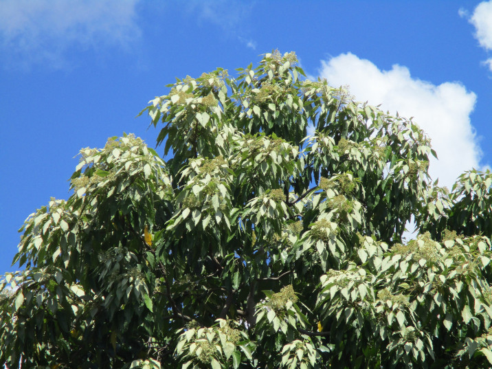 Aleurites rockinghamensis
